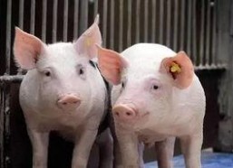 娱乐吃瓜猪衢州,吃瓜群众聚焦猪界风云